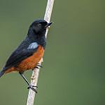 Chestnut-bellied Flowerpiercer / Diglossa gloriosissima