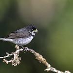 Double-collared Seedeater / Sporophila caerulescens