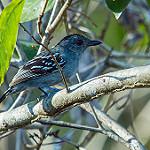 Natterer's Slaty Antshrike / Thamnophilus stictocephalus