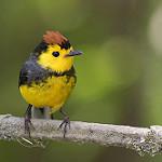 Collared Whitestart / Myioborus torquatus