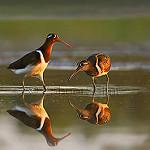 Australian Painted-snipe / Rostratula australis
