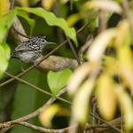 Klages's Antwren / Myrmotherula klagesi