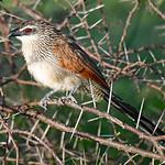 Белобровый кукаль / Centropus superciliosus