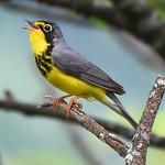 Canada Warbler / Cardellina canadensis