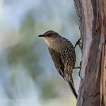 Red-browed Treecreeper / Climacteris erythrops