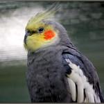фото