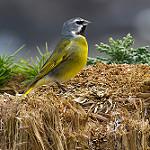 White-bridled Finch / Melanodera melanodera