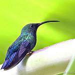 Зеленогрудый колибри / Eulampis holosericeus