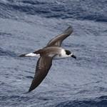Black-capped Petrel / Pterodroma hasitata