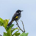 New Holland Honeyeater / Phylidonyris novaehollandiae