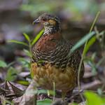 Chestnut-necklaced Partridge / Tropicoperdix charltonii