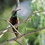 Wedge-tailed Hillstar / Oreotrochilus adela