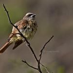 Baird's Flycatcher / Myiodynastes bairdii