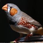 Вьюрковые ткачики / Estrildidae фото