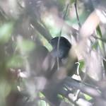 Brachypteryx floris