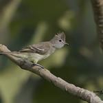 Желтобрюхая эления / Elaenia flavogaster