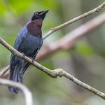 Maroon-breasted Philentoma / Philentoma velata