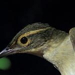 Rufous-rumped Foliage-gleaner / Neophilydor erythrocercum
