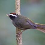 Black-cheeked Warbler / Basileuterus melanogenys