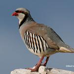 Кеклик / Alectoris chukar