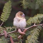 Попугаевый просяночник / Sporophila peruviana