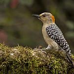 Красношапочный дятел / Melanerpes rubricapillus