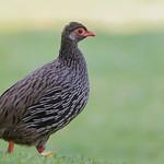 Красногорлый франколин / Pternistis afer