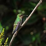 Павлинья кокетка / Lophornis pavoninus