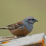 Овсянка Годлевского / Emberiza godlewskii