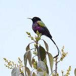 Пурпурнобрюхая нектарница / Nectarinia purpureiventris