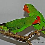 Краснолицый неразлучник / Agapornis pullarius