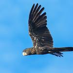 Red-tailed Black Cockatoo / Calyptorhynchus banksii