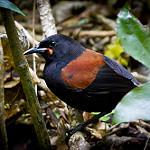North Island Saddleback / Philesturnus rufusater