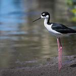 Американский ходулочник / Himantopus mexicanus