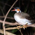 Лапчатоногие / Heliornithidae фото