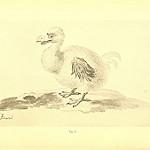 Дронт / Raphus cucullatus