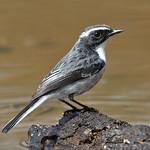 Grey Bush Chat / Saxicola ferreus