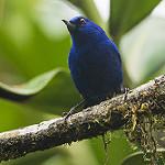 Indigo Flowerpiercer / Diglossa indigotica