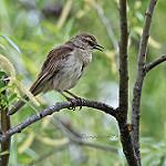Rufous Songlark / Cincloramphus mathewsi