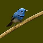 Black-naped Monarch / Hypothymis azurea
