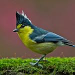 Yellow Tit / Machlolophus holsti