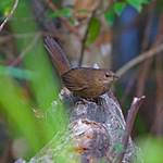 Rufous Scrubbird / Atrichornis rufescens