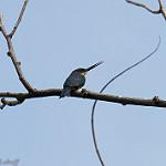 Dusky-backed Jacamar / Brachygalba salmoni