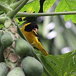 Black-hooded Oriole / Oriolus xanthornus