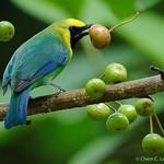 Голубокрылая листовка / Chloropsis cochinchinensis