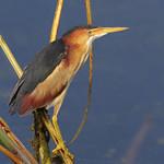 Least Bittern / Botaurus exilis