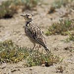 Short-tailed Lark / Spizocorys fremantlii