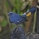 White-bellied Redstart / Luscinia phaenicuroides