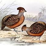 Starred Wood Quail / Odontophorus stellatus
