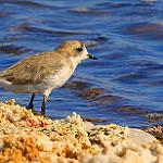 Puna Plover / Anarhynchus alticola